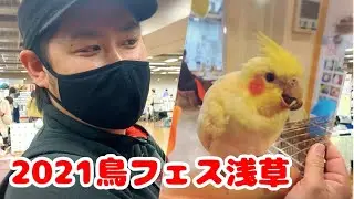 【鳥フェス浅草】鳥好きが集まるフェスが楽しすぎた！！