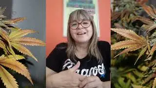 &ldquo;Emprender y canabis&rdquo; (Cap&iacute;tulo 4)