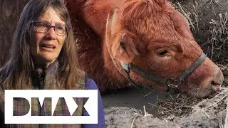 A Desperate Rescue Mission To Save A Cow's Life! | Alaska The Last Frontier