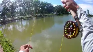 FISHING FLY - ASIA BASS .Lần đầu câu cá chẽm (vược) bằng Fly