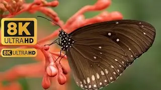 See how the most beautiful different insects pollinate different flowers 8k (ULTRA HD)