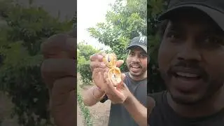Farm fresh Sapodilla fruit garden #fruit #garden #sapodilla