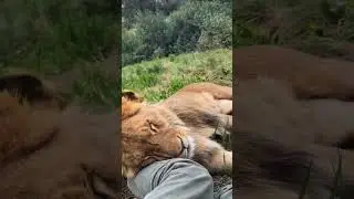 Lion cuddles 🥰🦁 #animal #animals #short #shorts #cute #lion #cuddles #cuddle #cat #bigcat #jungle