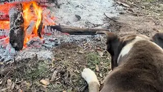 Winter Downunder 🥶 Blue Staffy