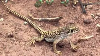 Leopard Lizard