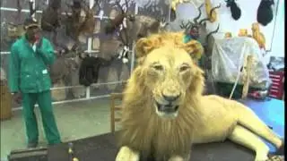 Highveld Taxidermists on Western Extreme Show