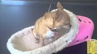PetConnection.com reviews Sasquatch Pink pet bed shoe