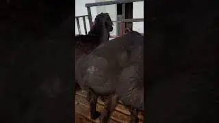 Obuna bulish esdan chiqmasin raxmad