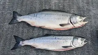Caught My PB Pink Salmon in Area 8-2