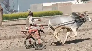 نیو بیل ٹرای 126میں استاد مقبول سٹھار 