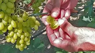 На Новорічний стіл червоний виноград і білий кишмиш