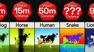 Comparison: How Different Animals See World