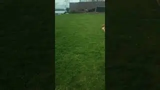 park + ball = fun #baby #cute #love #bunny #music #dog #poodle #puppy #cavapoo #cavapoolove