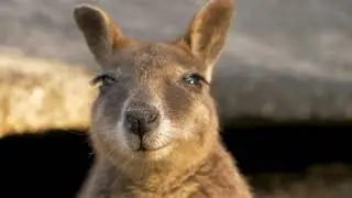 Kangaroos: The Cutest Marsupials on Earth    #kangaroo #youtubevideo #animals