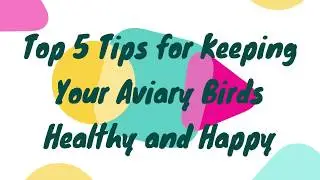 Top 5 Tips for Keeping Your Aviary Birds Healthy and Happy. How to Take Care of a Biirds