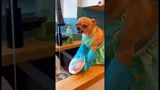 Chihuahua mood 🤣🐶