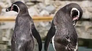 Amazing Penguins in nature! (My Getaway - Larissa Lam)
