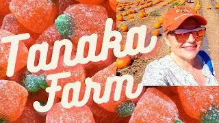 Is TANAKA FARMS  the best Pumpkin Patch experience in Orange County?