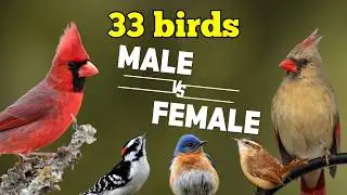 33 Backyard Bird Species in Tennessee