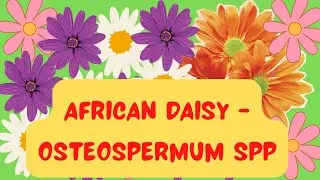 African Daisy - Osteospermum spp