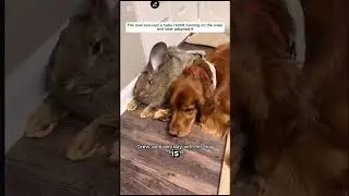 a man found rabbit 9/11 attacks