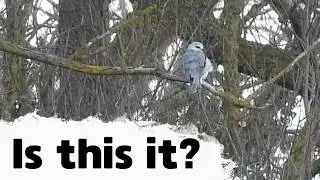 Можно ли найти самую редкую птицу в Великобритании?
