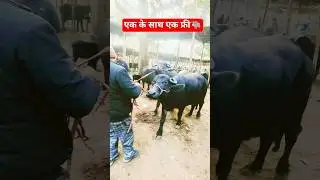 #cattlekingvikash#animals#buffalo #tabela .....🐃🐃