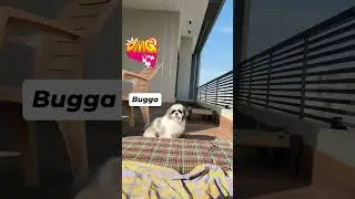 #taffu#pet lover#shithzu #family mamber #