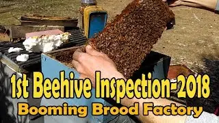 First Beehive Inspection Of 2018 / Things To Look For