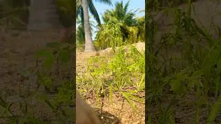 Effect of salt water on Parthenium weed #timelapse #farming #villagelife