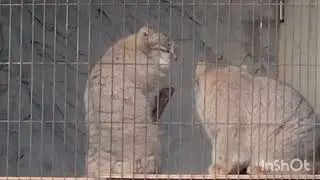 三英傑マヌルネコは東山の合戦中か!? 2026.1.17 東山動植物園