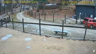 Goldy's Tea Tent 1102am Duck flies over fence  1172026