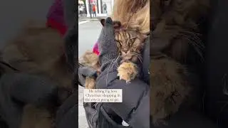 Fig goes shopping in the city! #cats #funnycats #adventurecat #mainecoon #catlover #city #cuddles