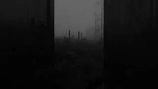 🖤✨#aestheticshorts #darkaesthetic #AtmosphericVideo #ForestsMatter