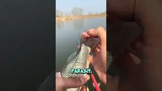 Dieser Parasit frisst Tiere von innen auf 😱 Parasit 🪱🥶 #trending #tiktok #neuesvideo