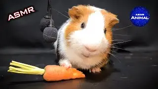 ASMR EATING CARROT MUKBANG 🥕 Guinea Pig 28