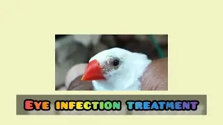 Birds eye infection treatment in தமிழ் || YASH PETS WORLD || Finches bird 🐦 #bird #finches #lovebird