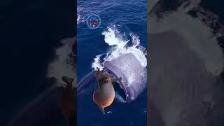 &iquest;Por qu&eacute; la ballena azul es tan gigante? 🐋