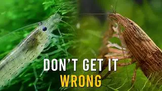 Amano Shrimp Versus Bamboo Shrimp - Which SHOULD You Get?