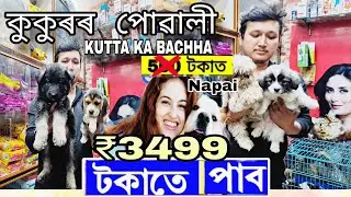 Pet Shop Guwahati Assam || Dog Market In Guwahati || Pet Paradise 🐕🐶🦮 ₹3500 Only