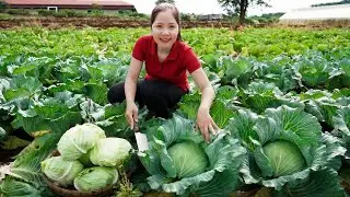 TIMELAPSE -- Cabbage Harvesting Process: Harvest 1000Kg+ Cabbage to Sell & Make Teppanyaki Yakiniku
