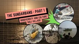 A visit to Sundarbans- experiencing the biodiversity and culture of Balli Island, Sunderbans.