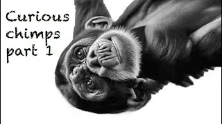 The secret life of curious chimpanzees (part 1): primatologist Andrew Halloran