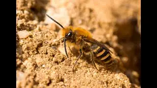 How to lie in a cloud of bees without getting stung?