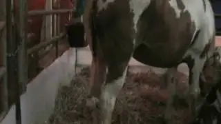 Placenta