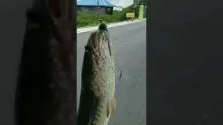 Sambaran Gabus Monster Pinggir Jalan #jtofishing #castinggabusumpansoftfrog #reeldaido #rodkoinobori
