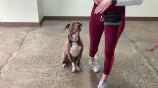 Maria The Dog Trainer & Max 4/30/2021