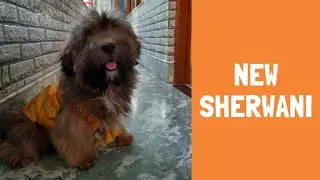 New Sherwani for My Dog