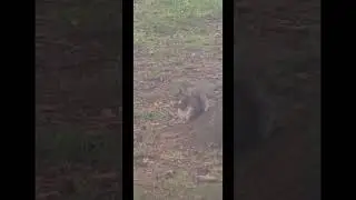 Cute funny Squirrel (Khiskoli) eating a Parle G Biscuit #shortsvideo #shorts