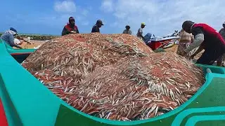 1,900Kg of Giant Fish Hauled in One Net! | Incredible Netfishing Catch